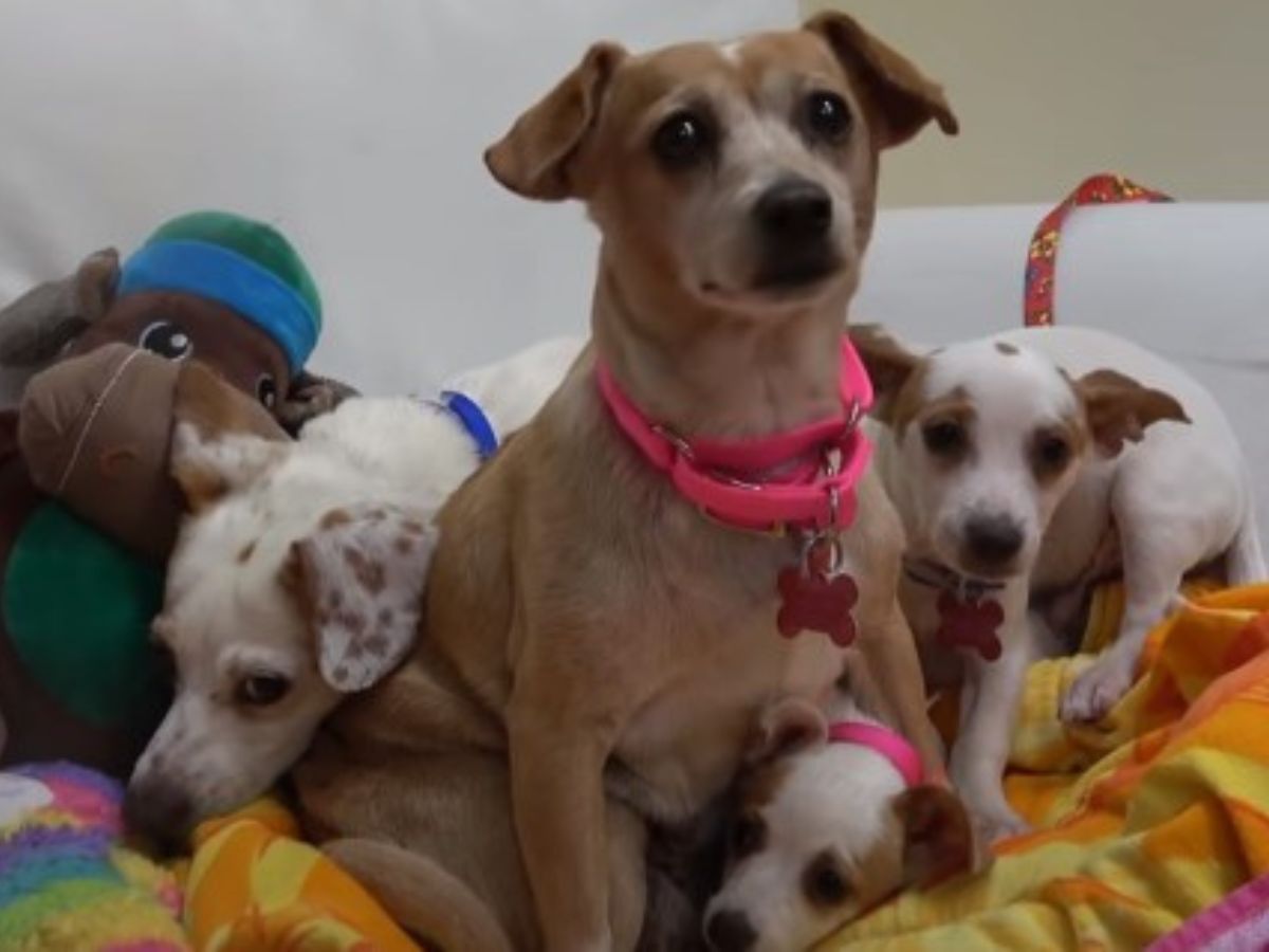 mother dog with her puppies on the bed