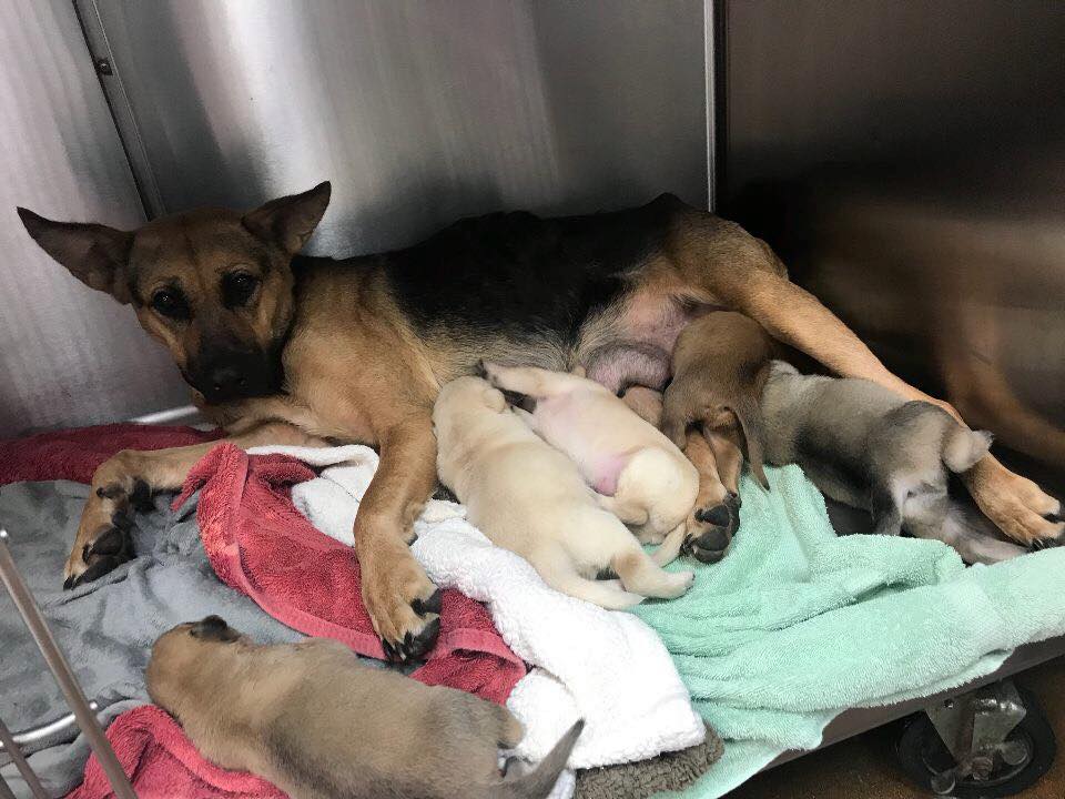 mother feeding five puppies