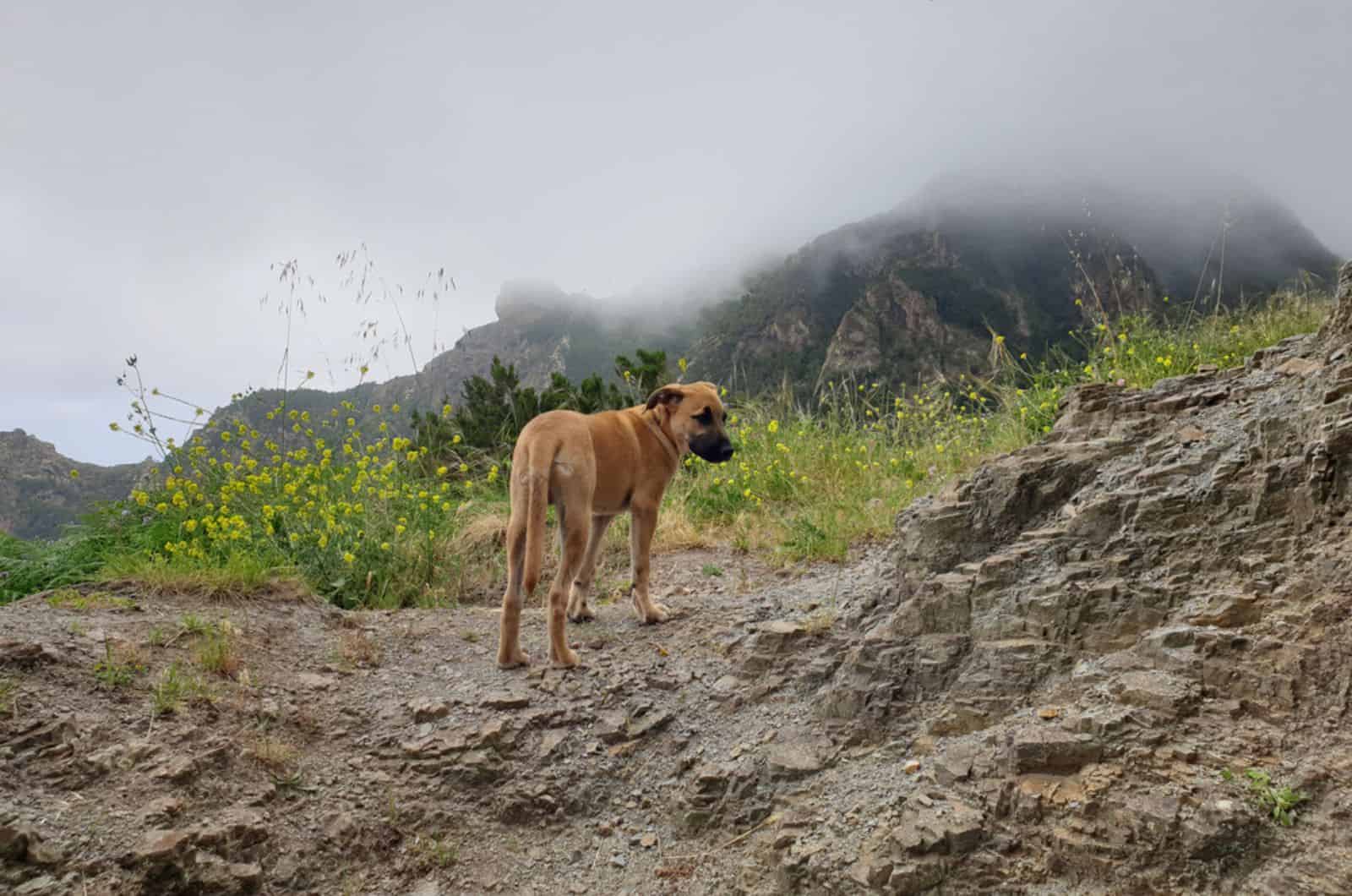 mountain cur dog in nature