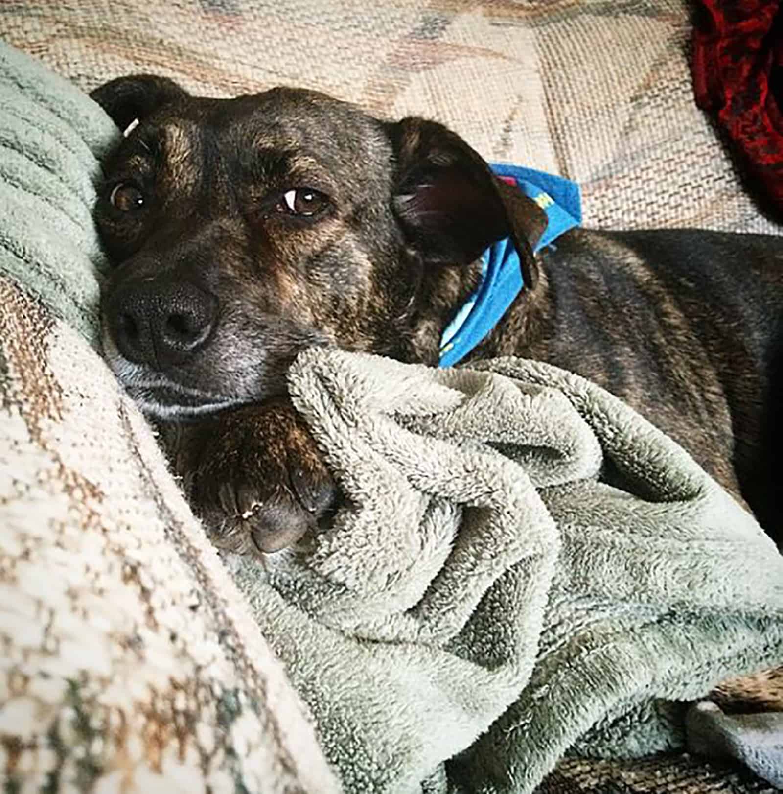 mountain cur pitbull dog lying on the couch