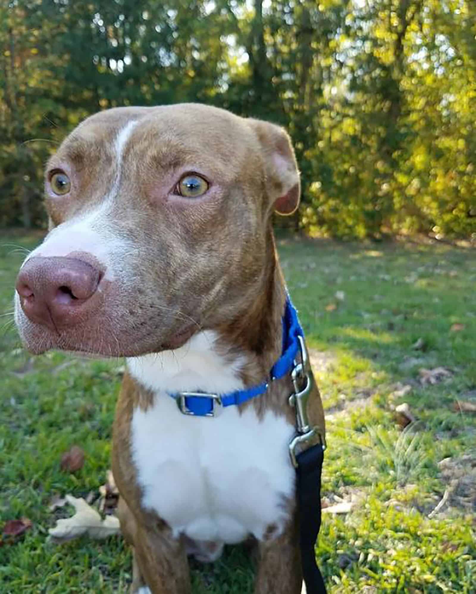 mountain cur pitbull dog sitting in the park at sunny day