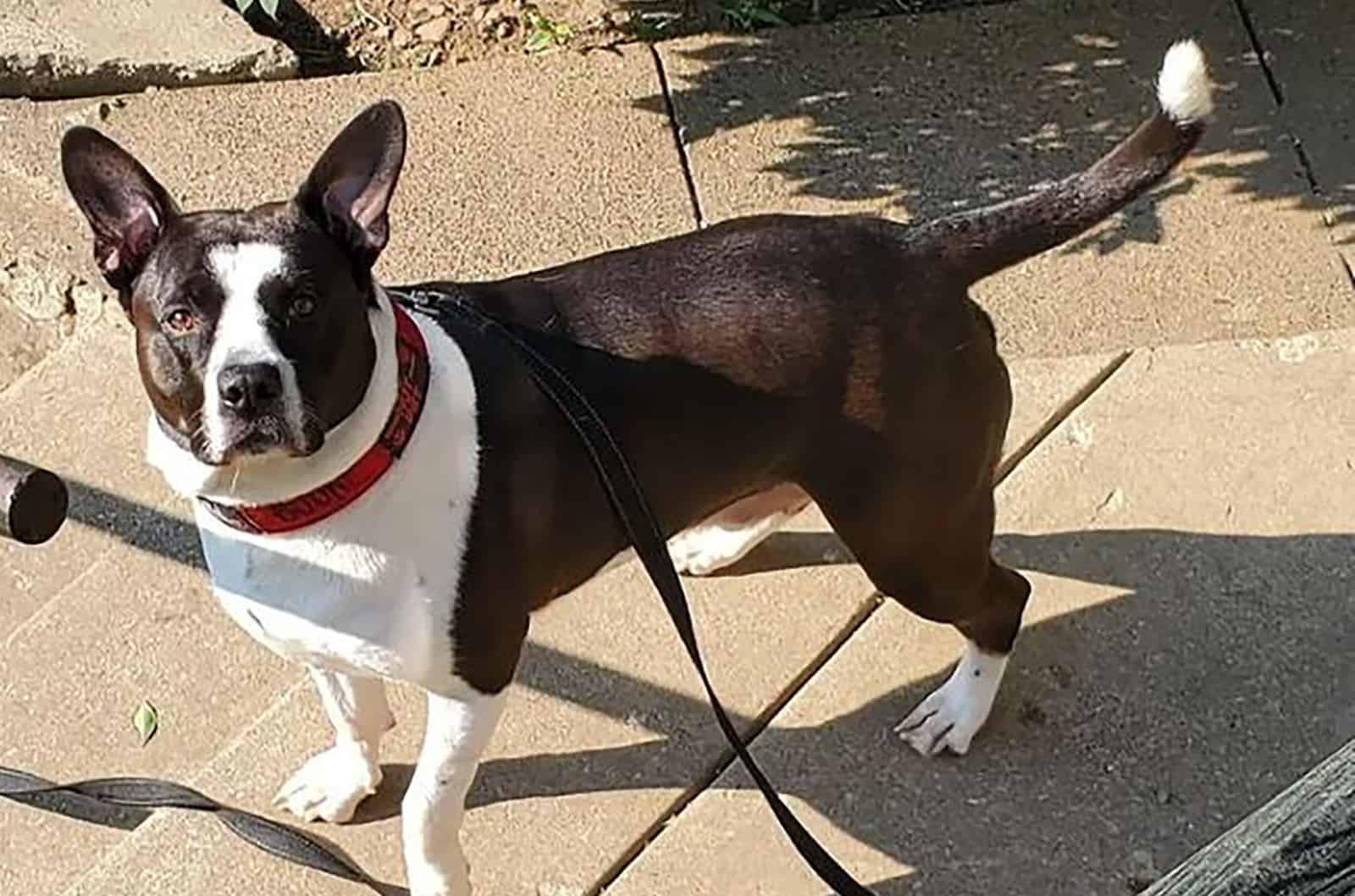 mountain cur pitbull mix dog on a leash