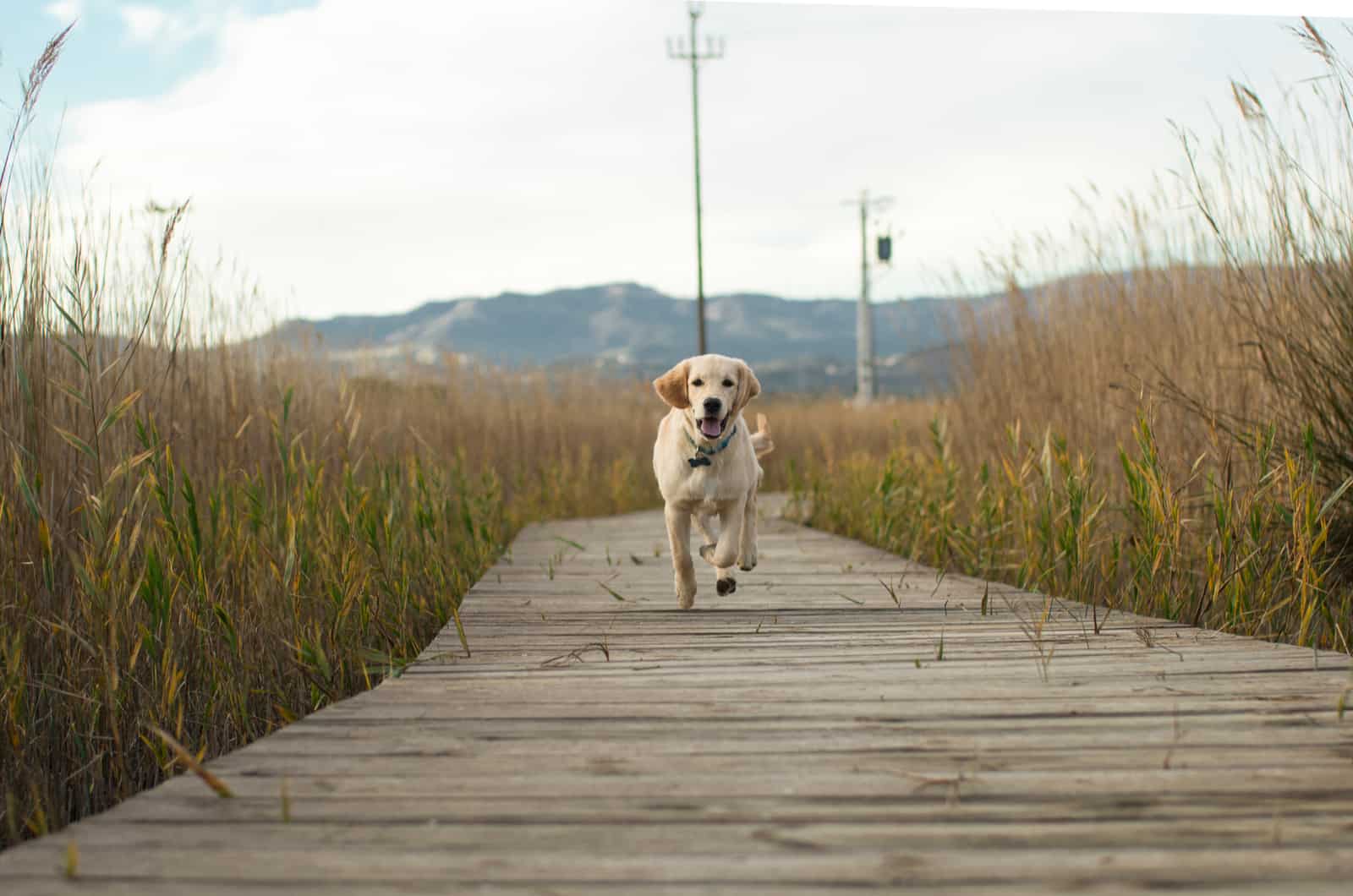 Mountain Labrador runs on a wooden floor