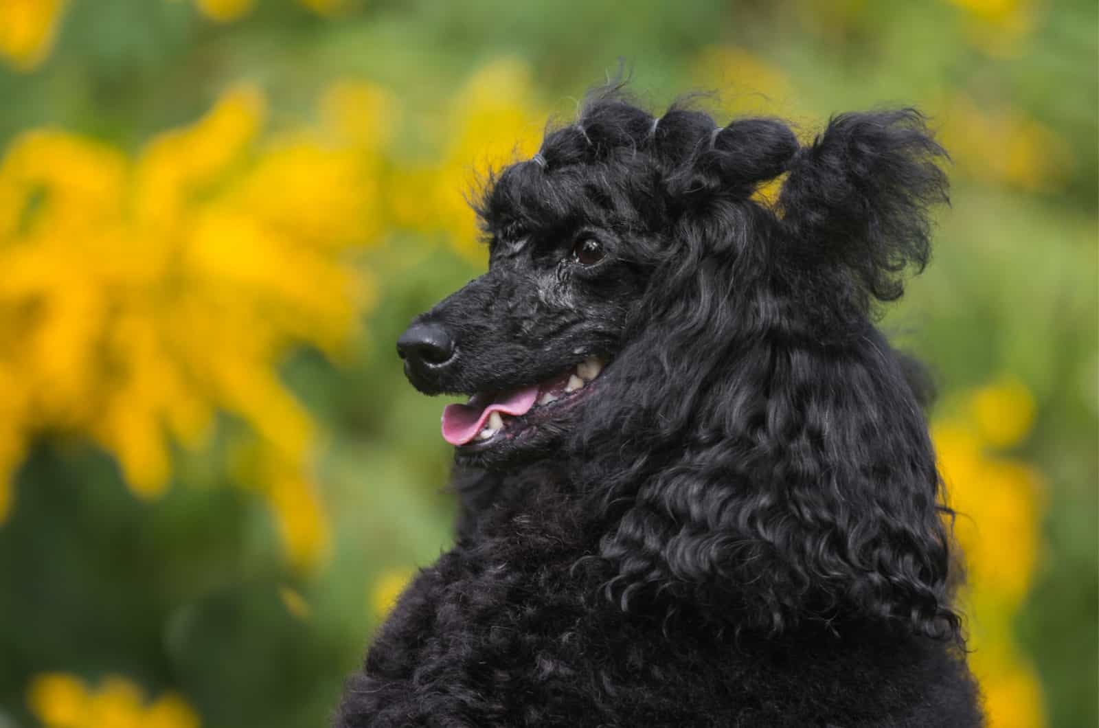 moyen poodle portrait