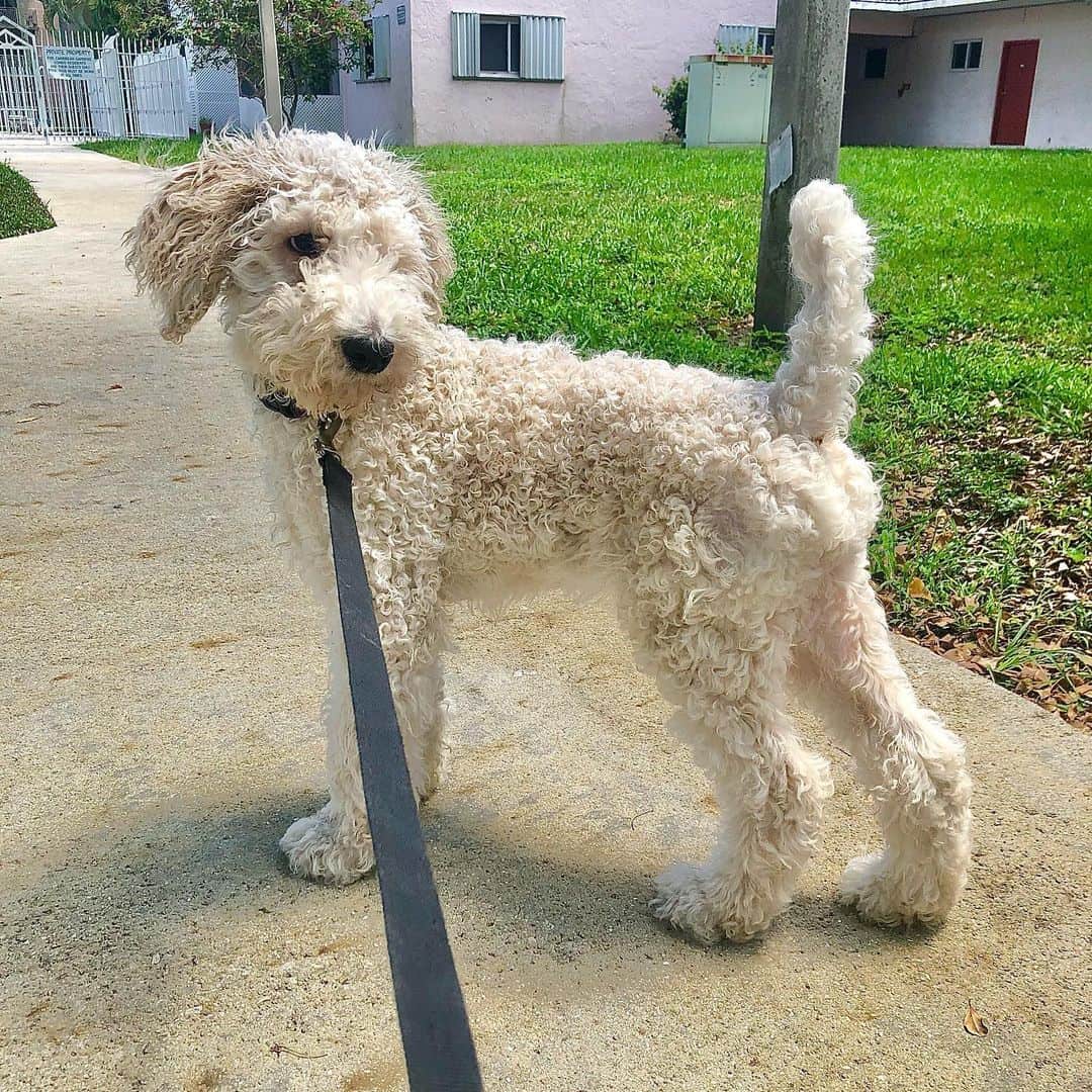 Moyen Poodle walking outside