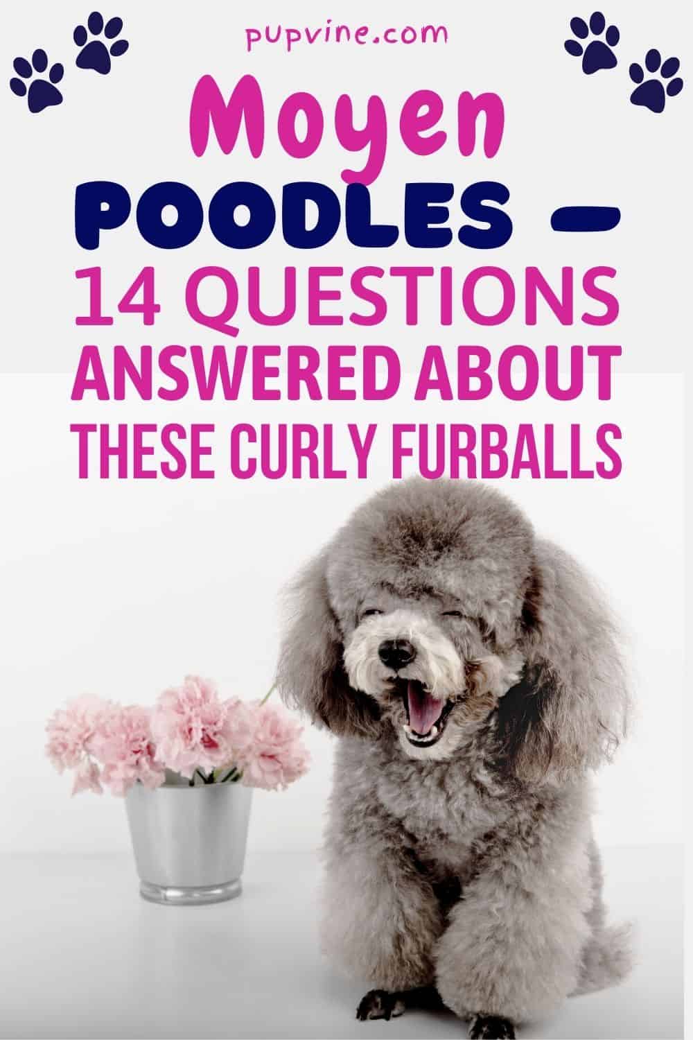 Moyen Poodles – 14 Questions Answered About These Curly Furballs