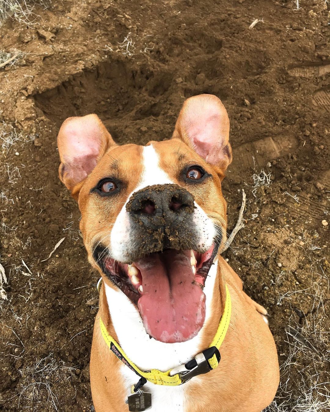 muddy dog