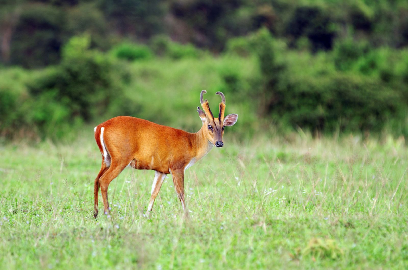 Muntjac deer in nature