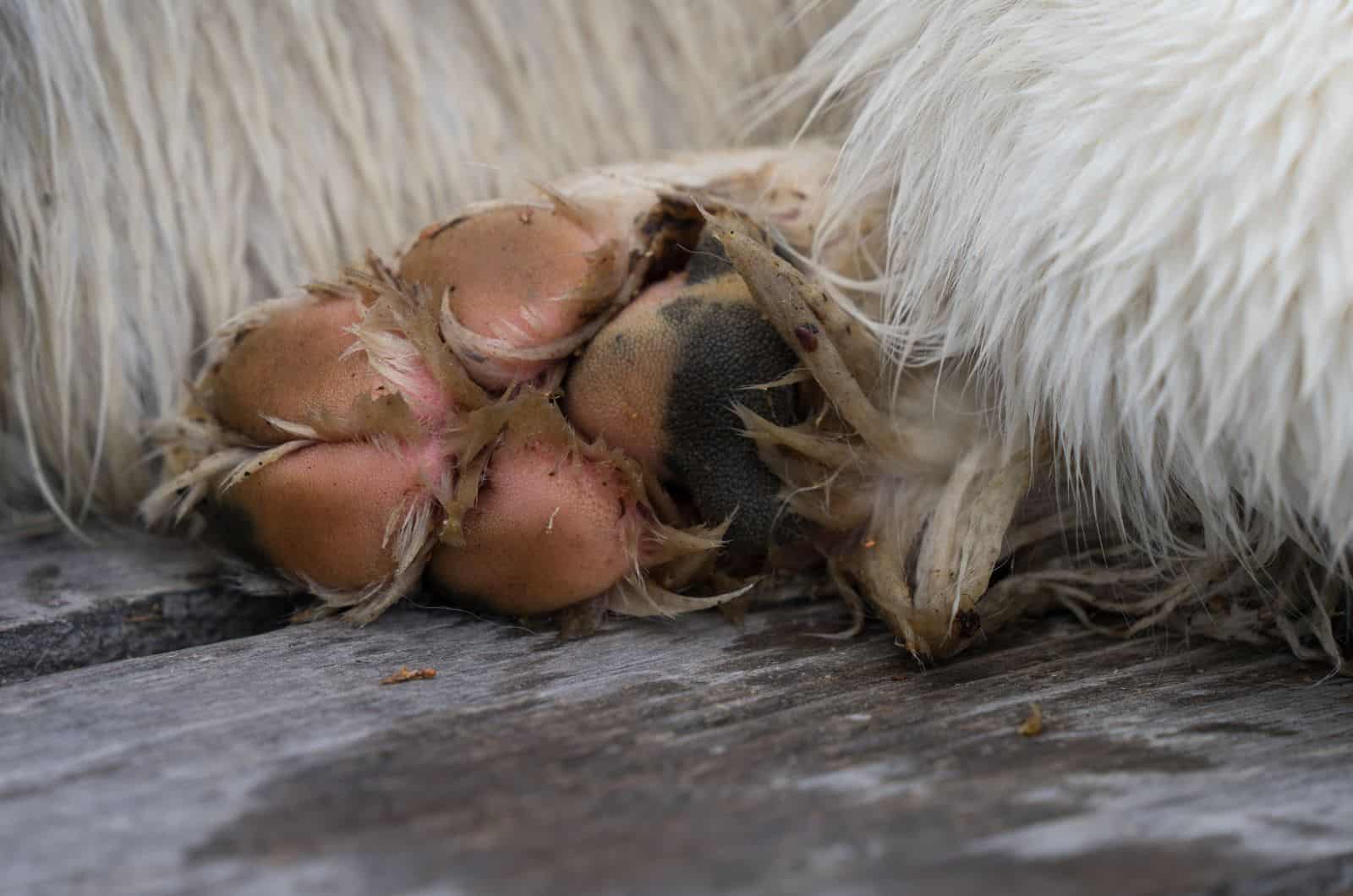 My Dogs Paws Are Pink: Is That Normal Or A Cause For Worry?