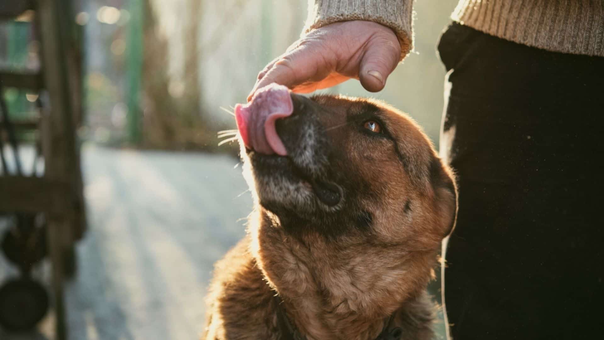 My German Shepherd Doesn’t Lick Me At All – Here’s Why