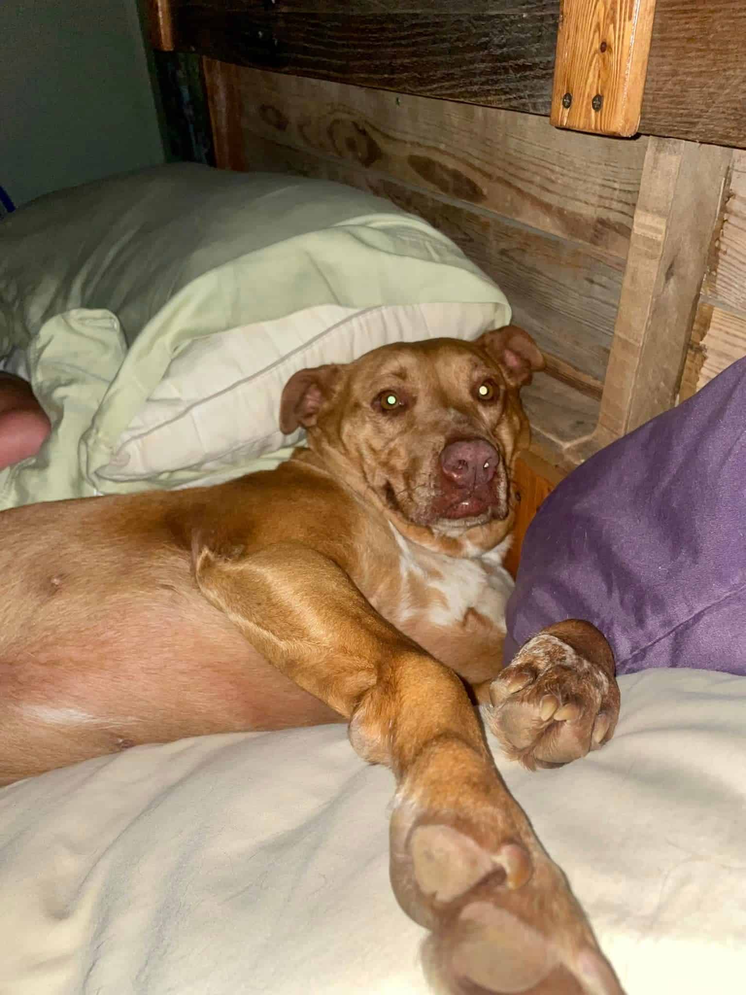 nala the lost dog creeping in a couple's bed