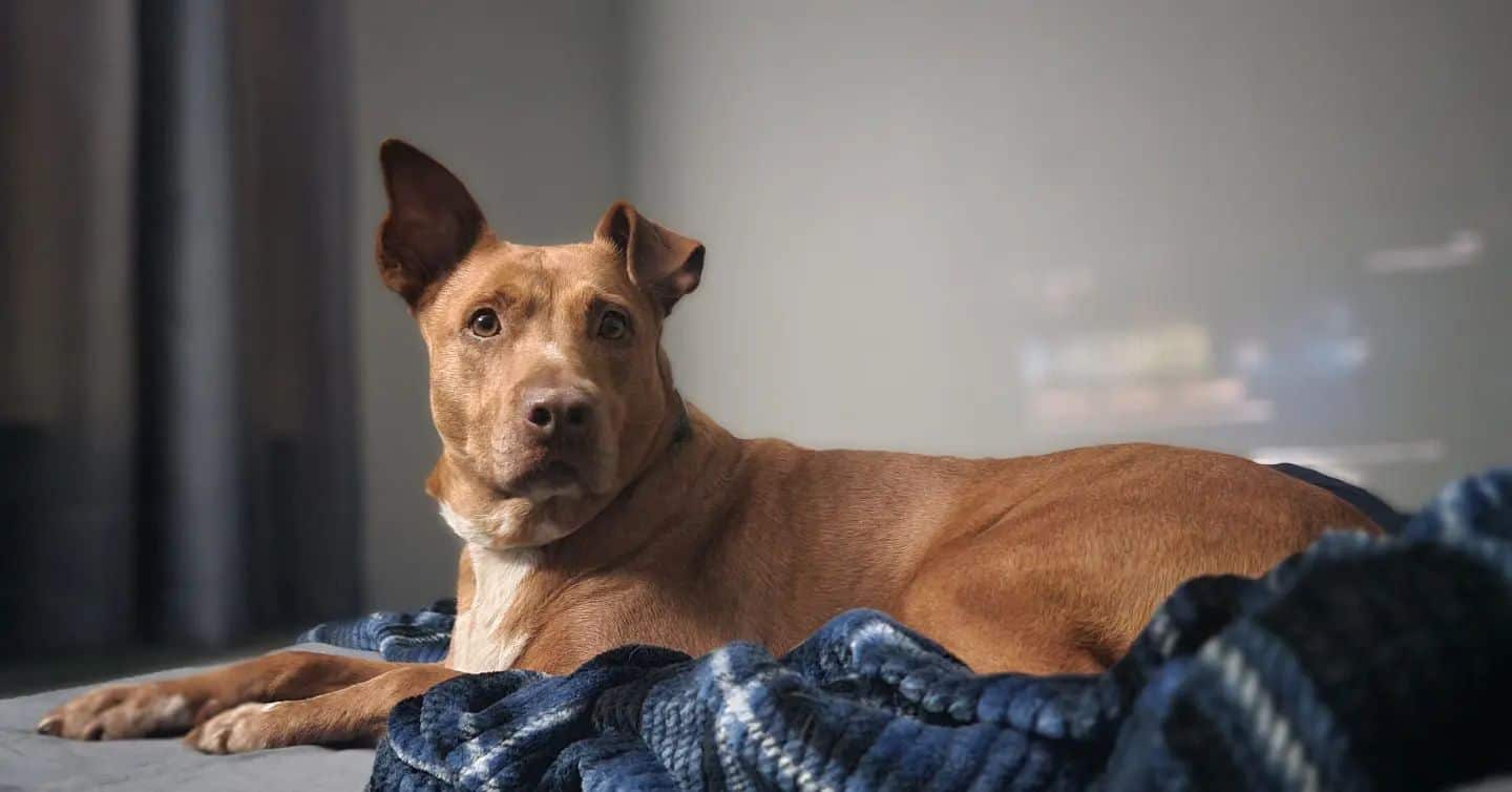 nala the lost dog lying in her home