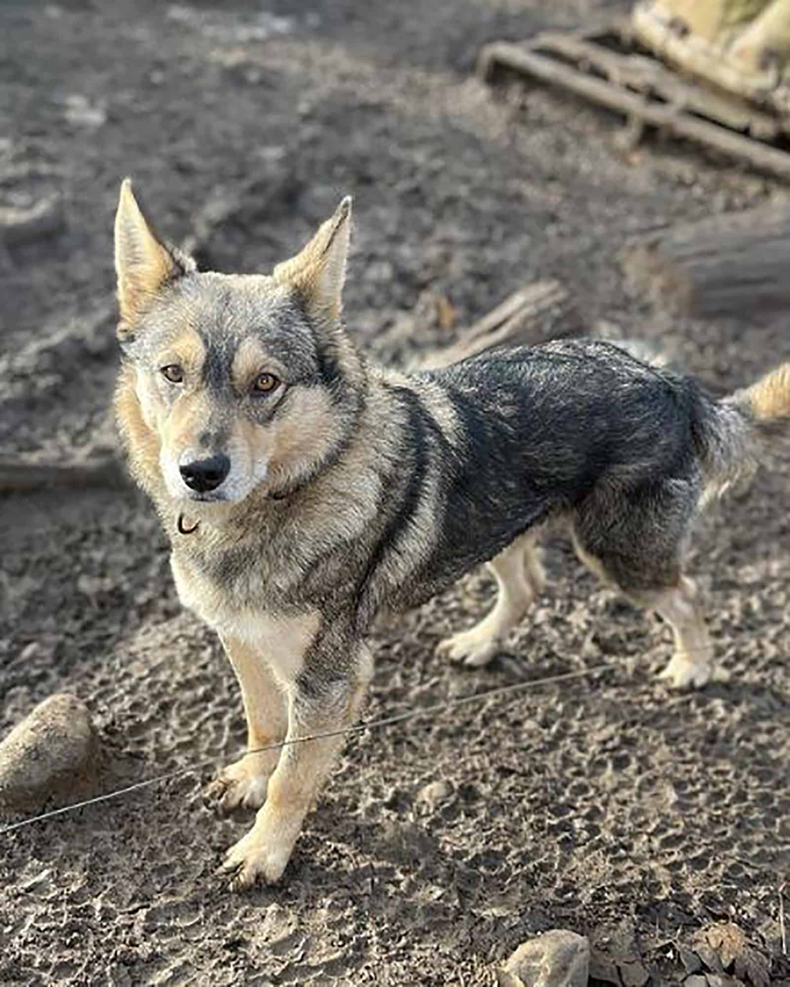 native american indian dog standing outdoors