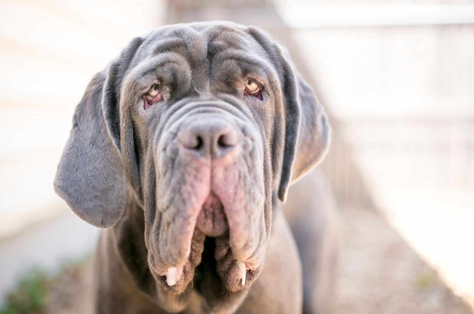 neapolitan mastiff dog