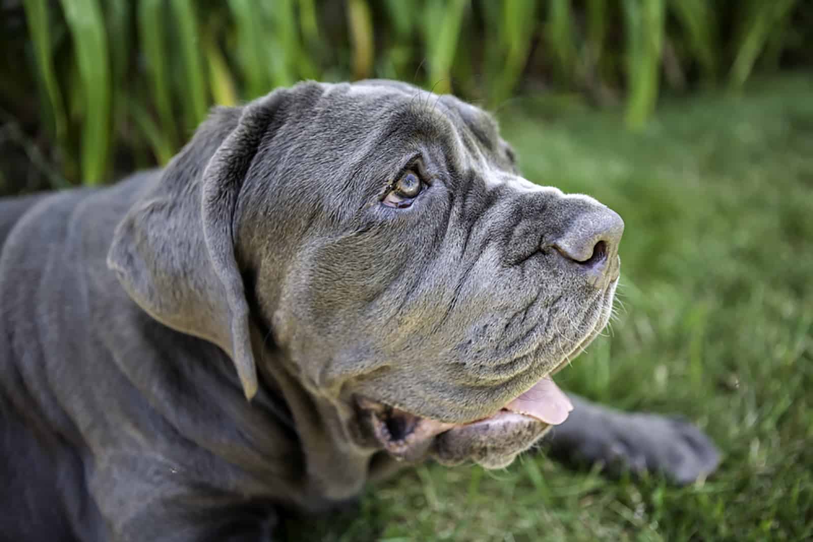 neapolitan mastiff puppy lying on the grass