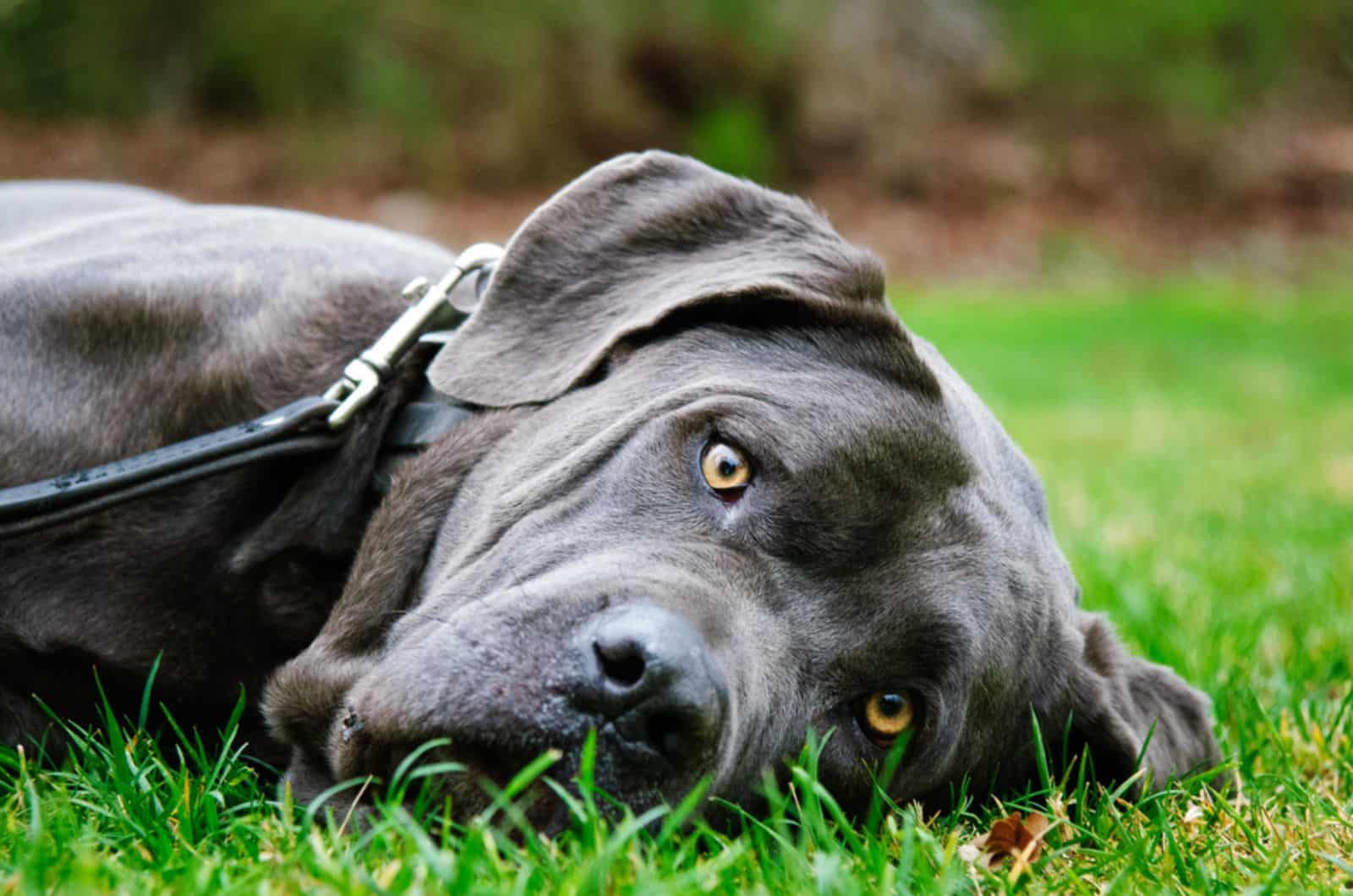 neapolitan mastiff dog lying on the grass in the garden