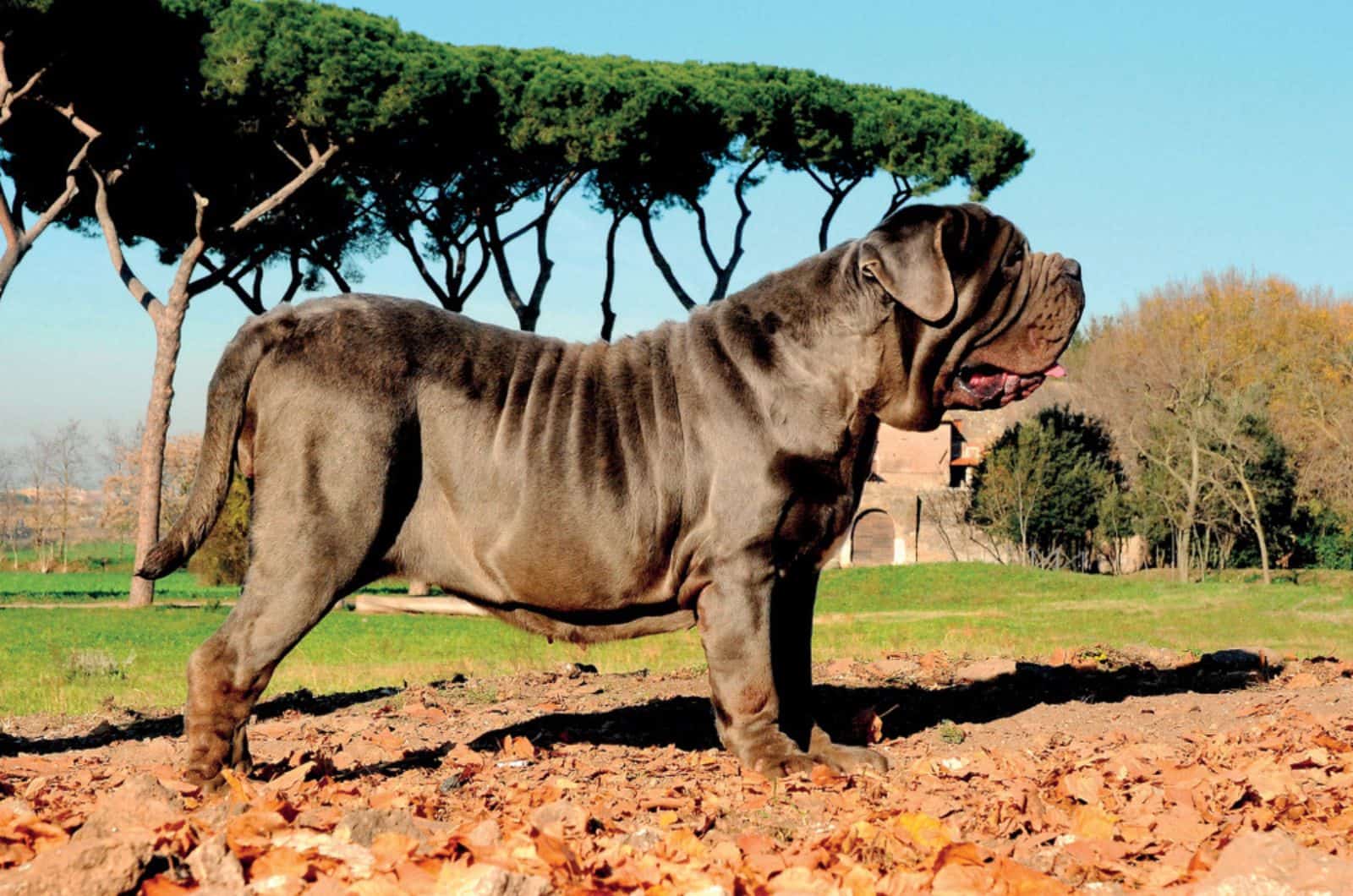 neapolitan mastiff dog in nature