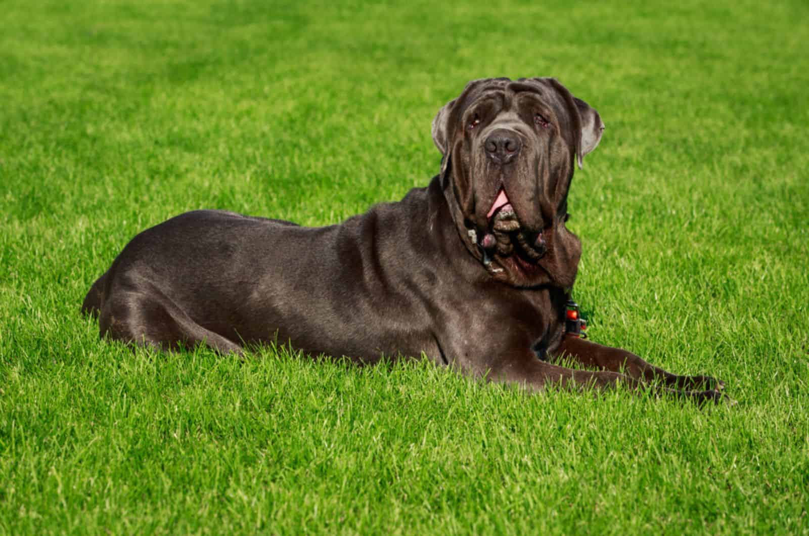 neapolitan mastiff lying on the grass in the park