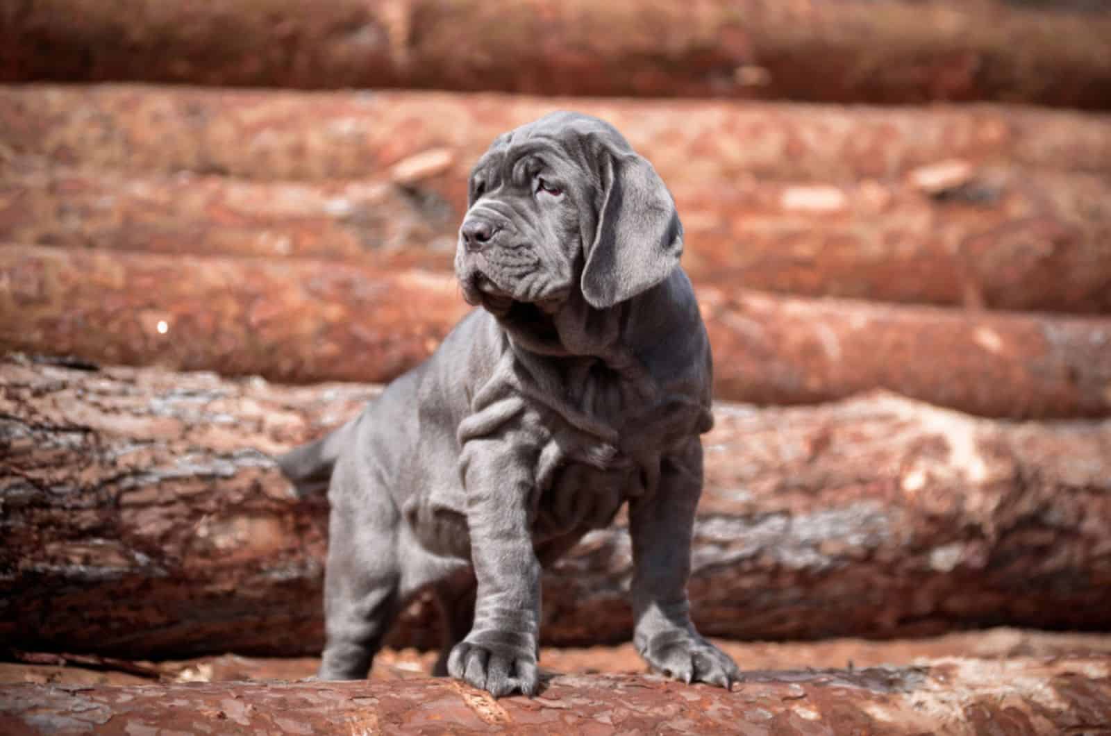 Neapolitan Mastiff Price – Big Fee For A Big Dog