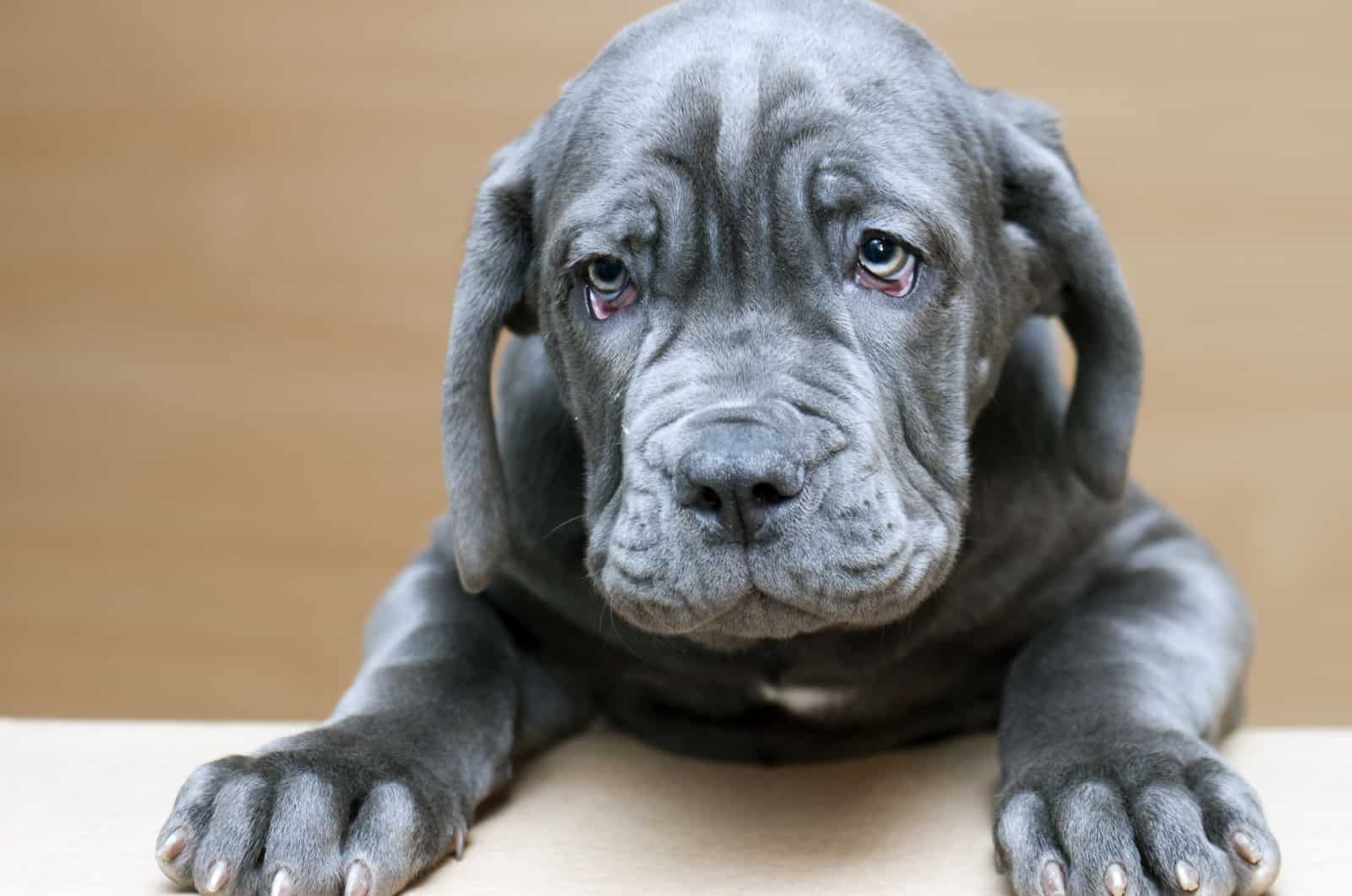 neapolitan mastiff puppy