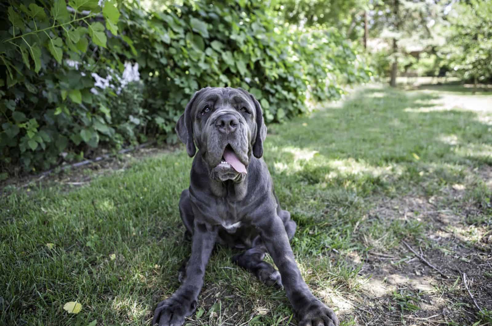 neapolitan mastiff puppy sitting in the garden