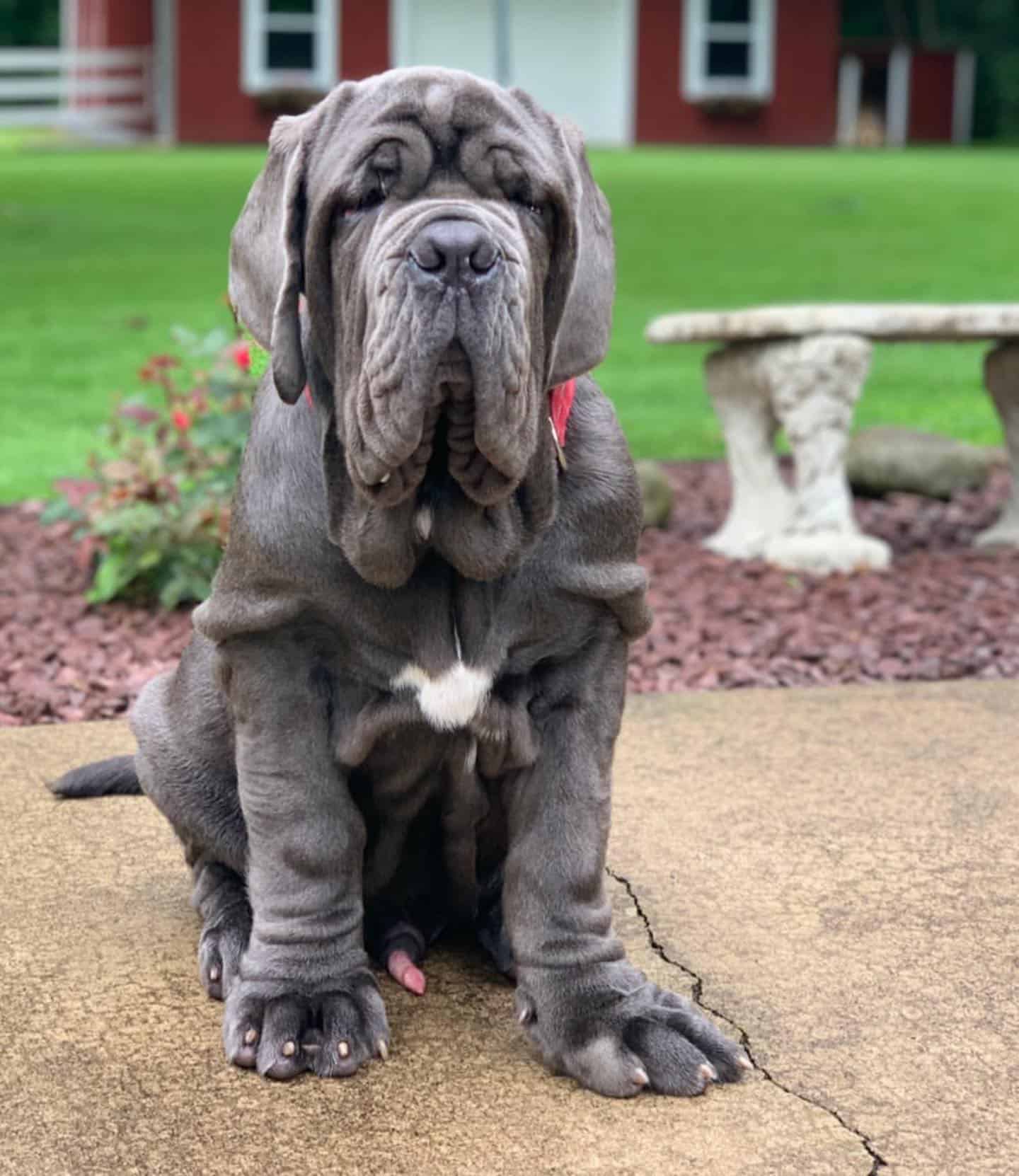 Neapolitan Mastiff sitting outdoor