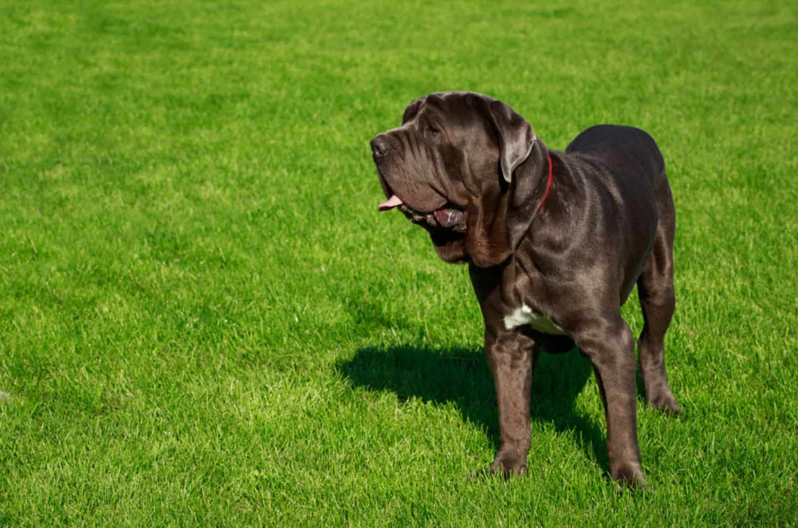 neapolitan mastiff standing on the grass