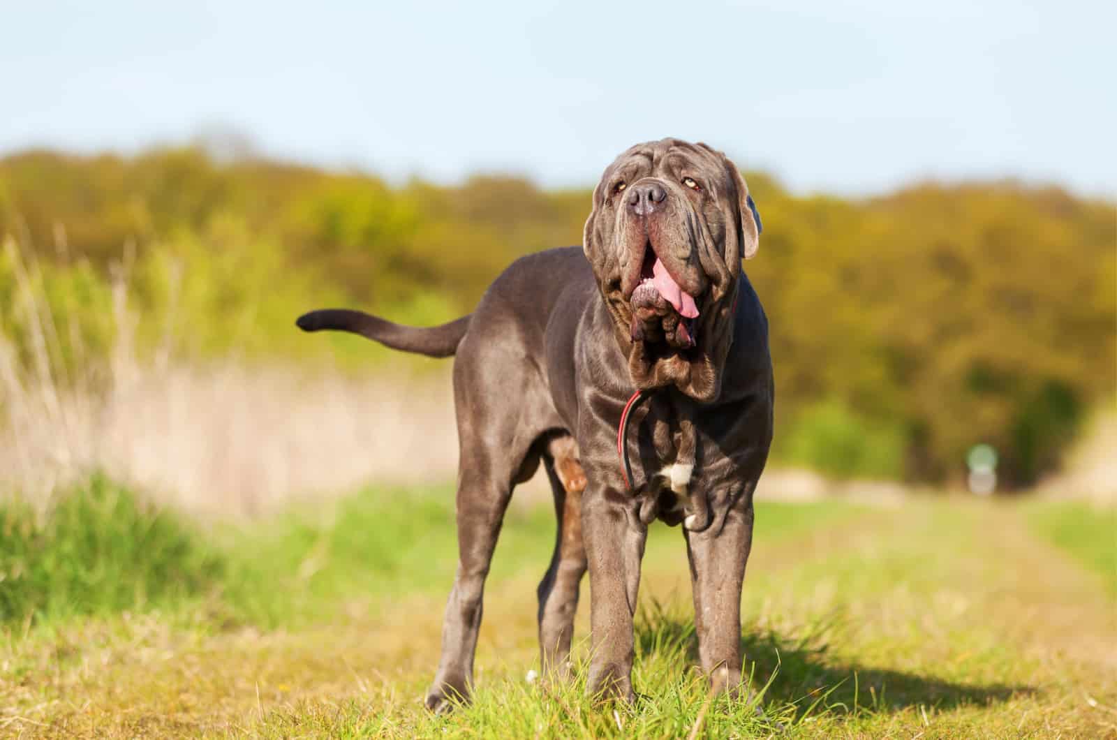 neapolitan mastiff standing