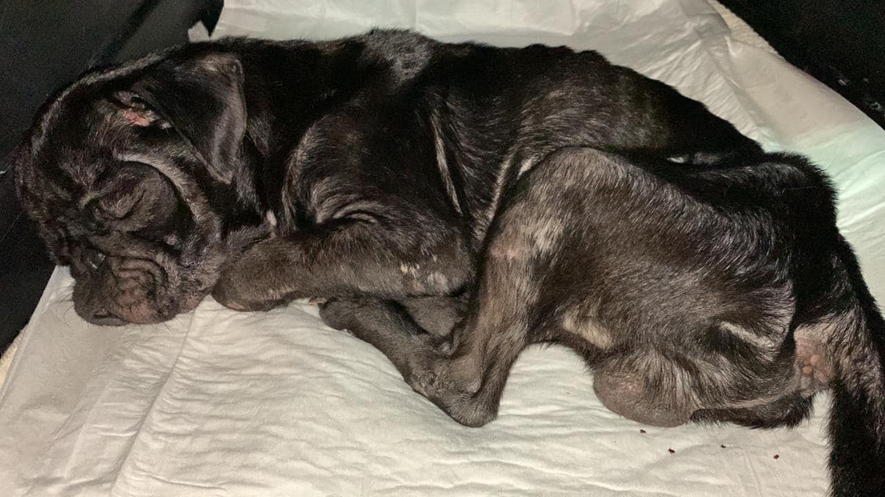 neglected black dog sleeping