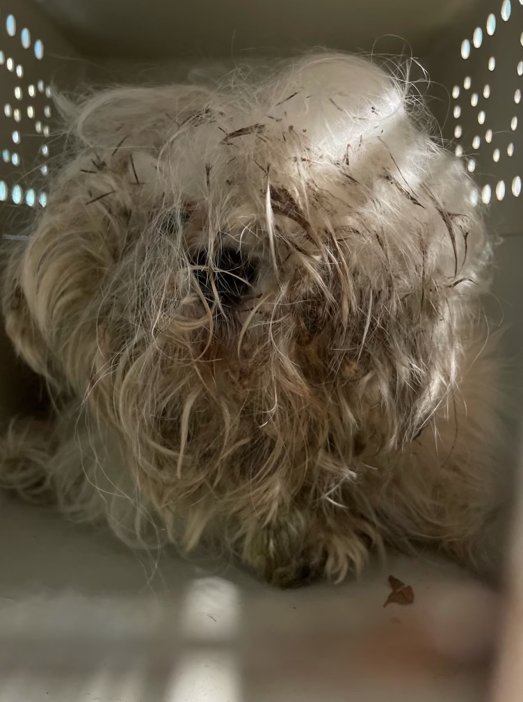 neglected, matted dog