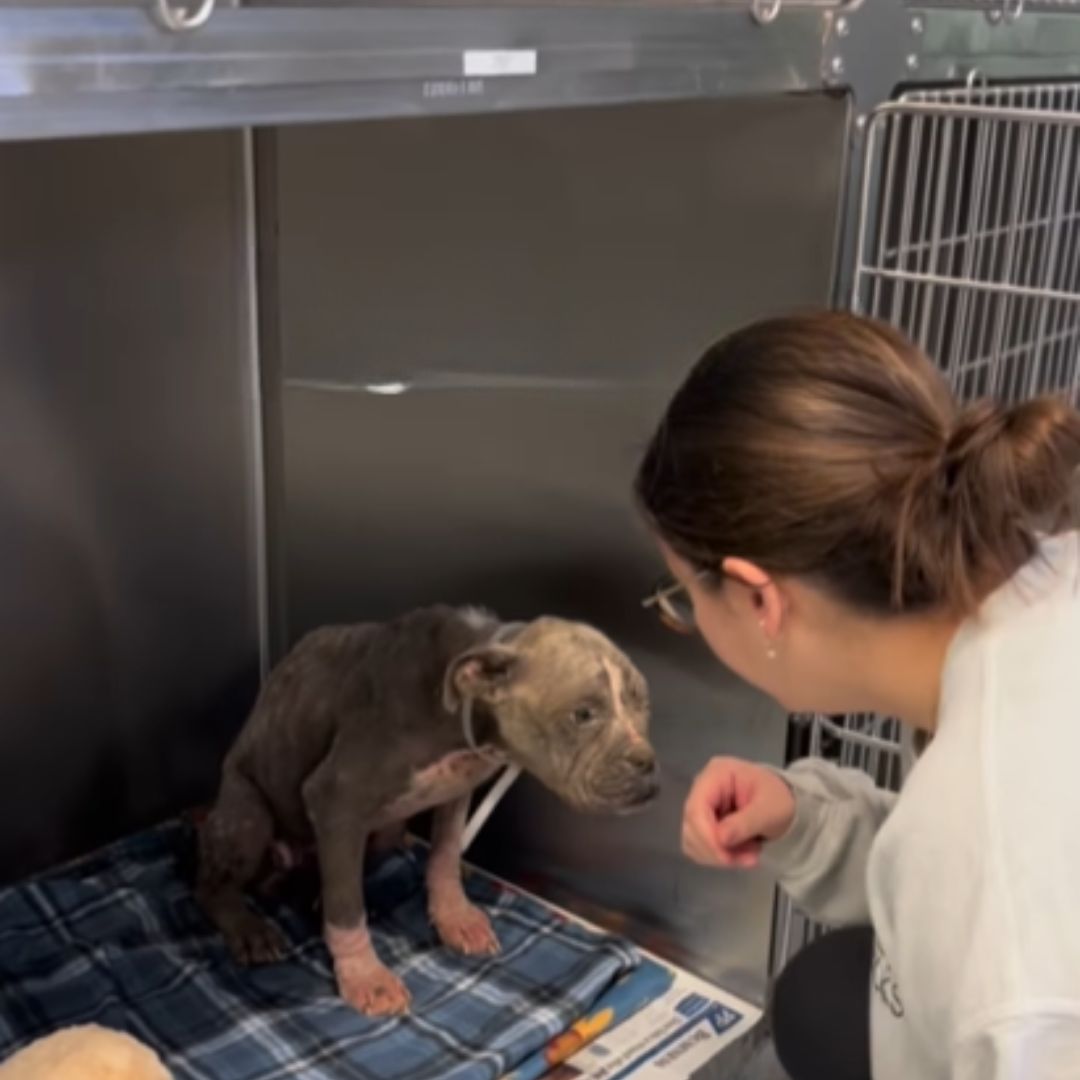 neglected dog in a shelter