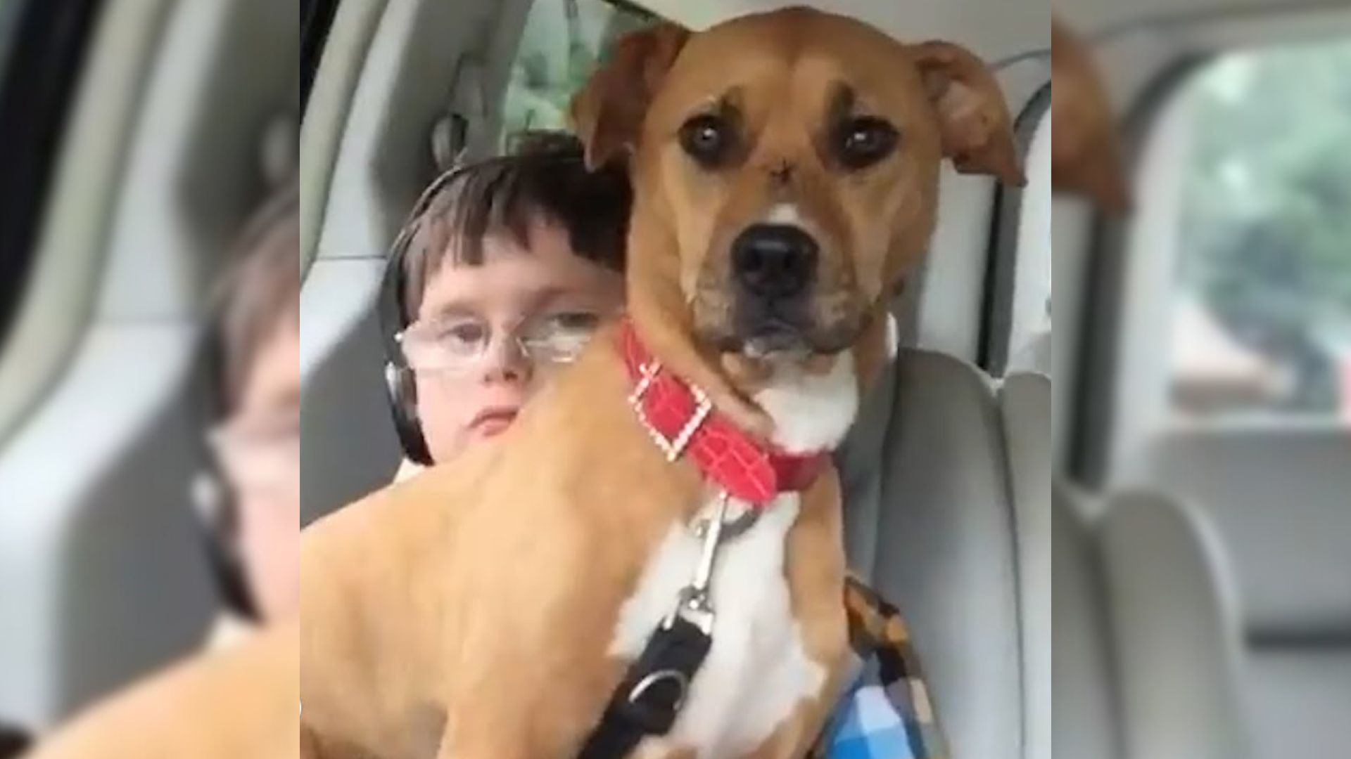 Neglected Pittie Dumped In Critical Condition Makes A Recovery And Helps Her Autistic Human Find His Voice