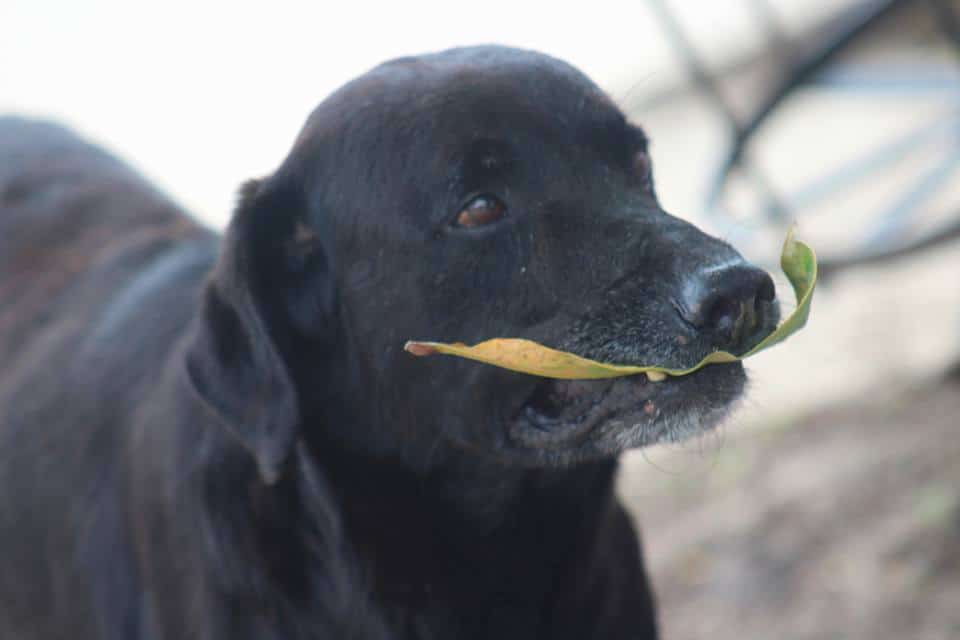 Negro with a leaf in his mouth