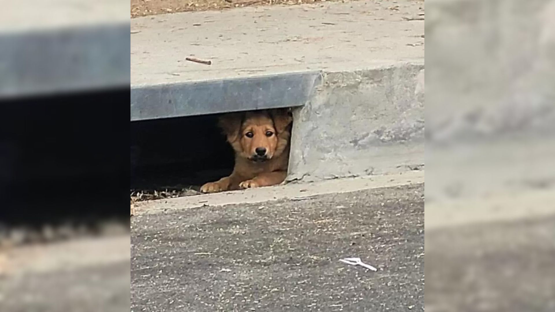 Rescuers Were Surprised To Find A Mystery Animal Watching Them From A Sewer Drain