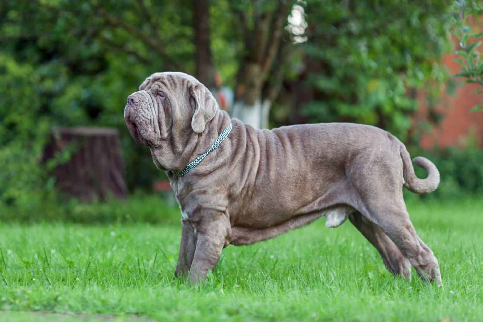 Neopolitan Mastiff dog standing in sideview