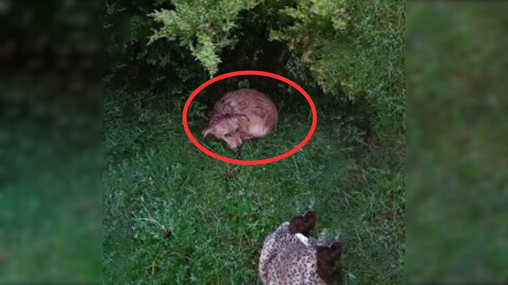 Nervous And Shy Pup Who Was Chased Away By Angry Hoomans Finally Meets His Heroes