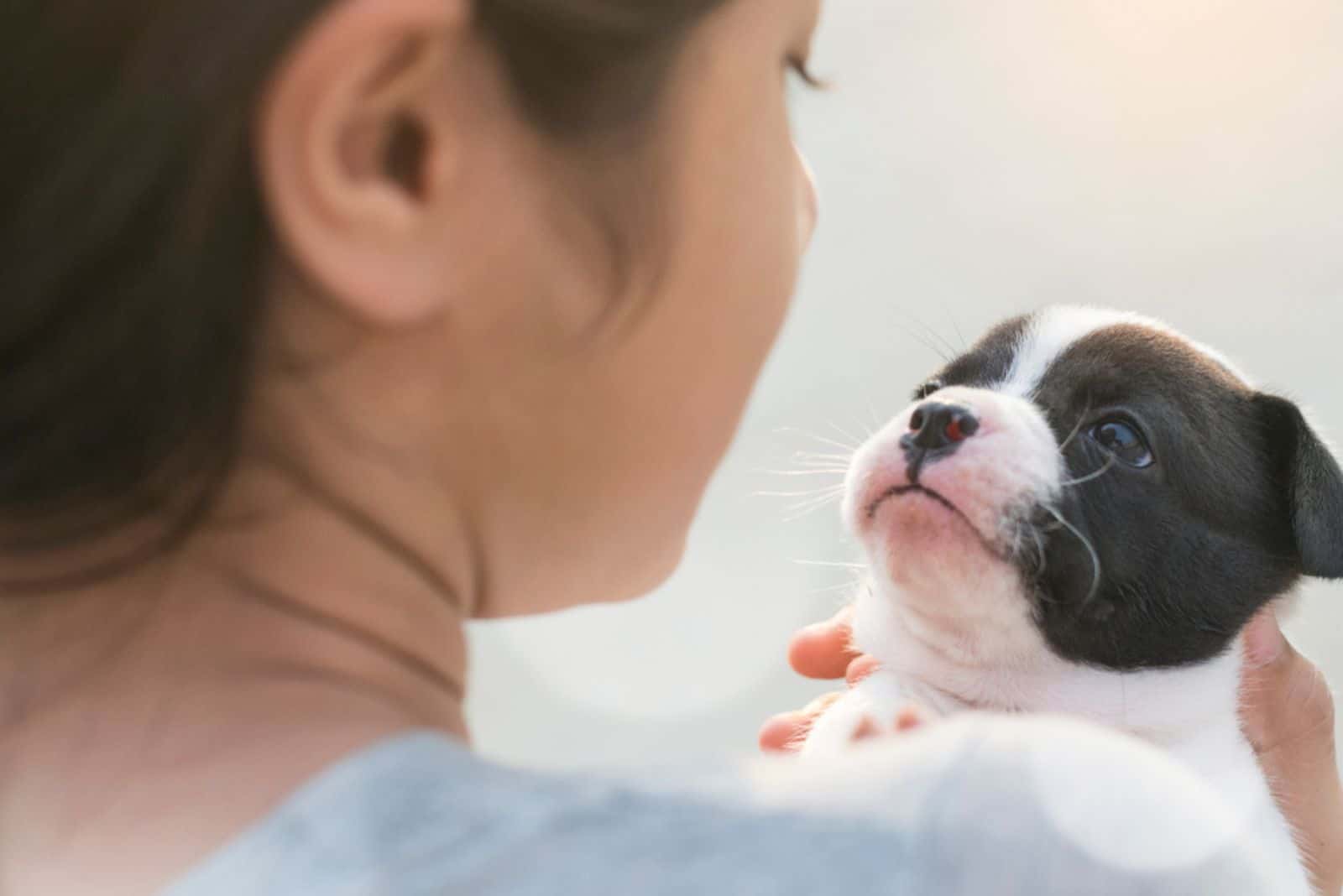 new born half french bulldog puppy looking on cute female