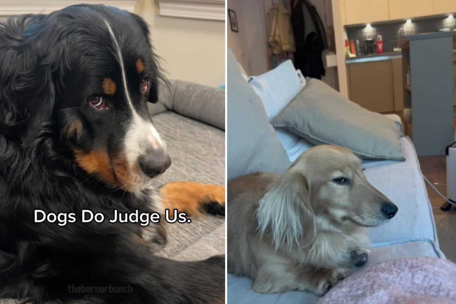 New Research Shows Dogs Do Judge Their Owners