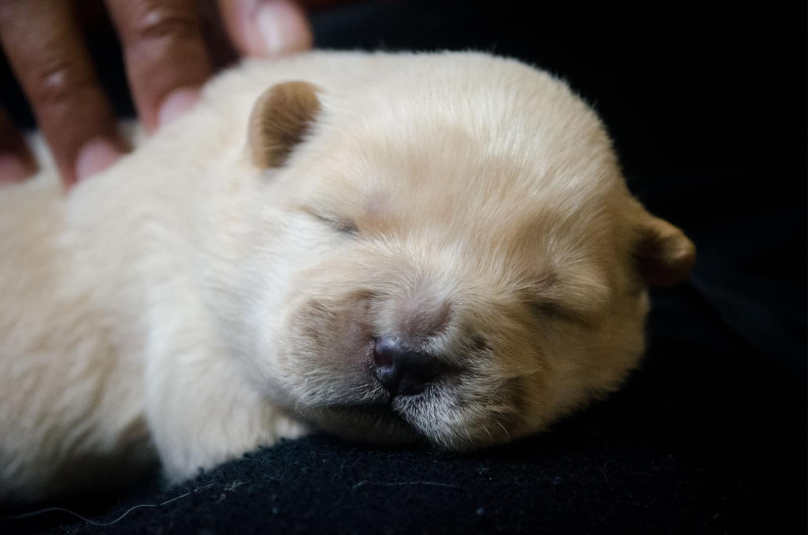 newborn chow chow puppy