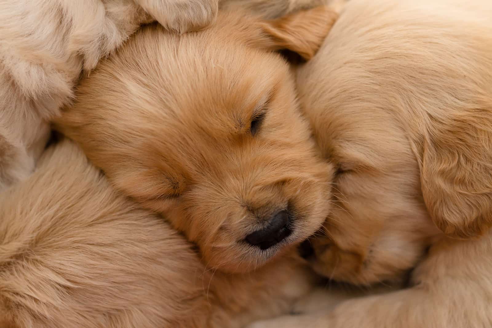 newborn golden retrieves sleeping