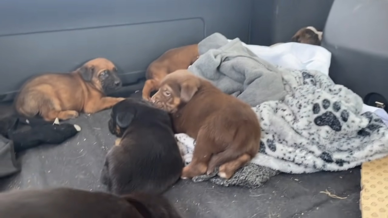 newborn puppies laying together