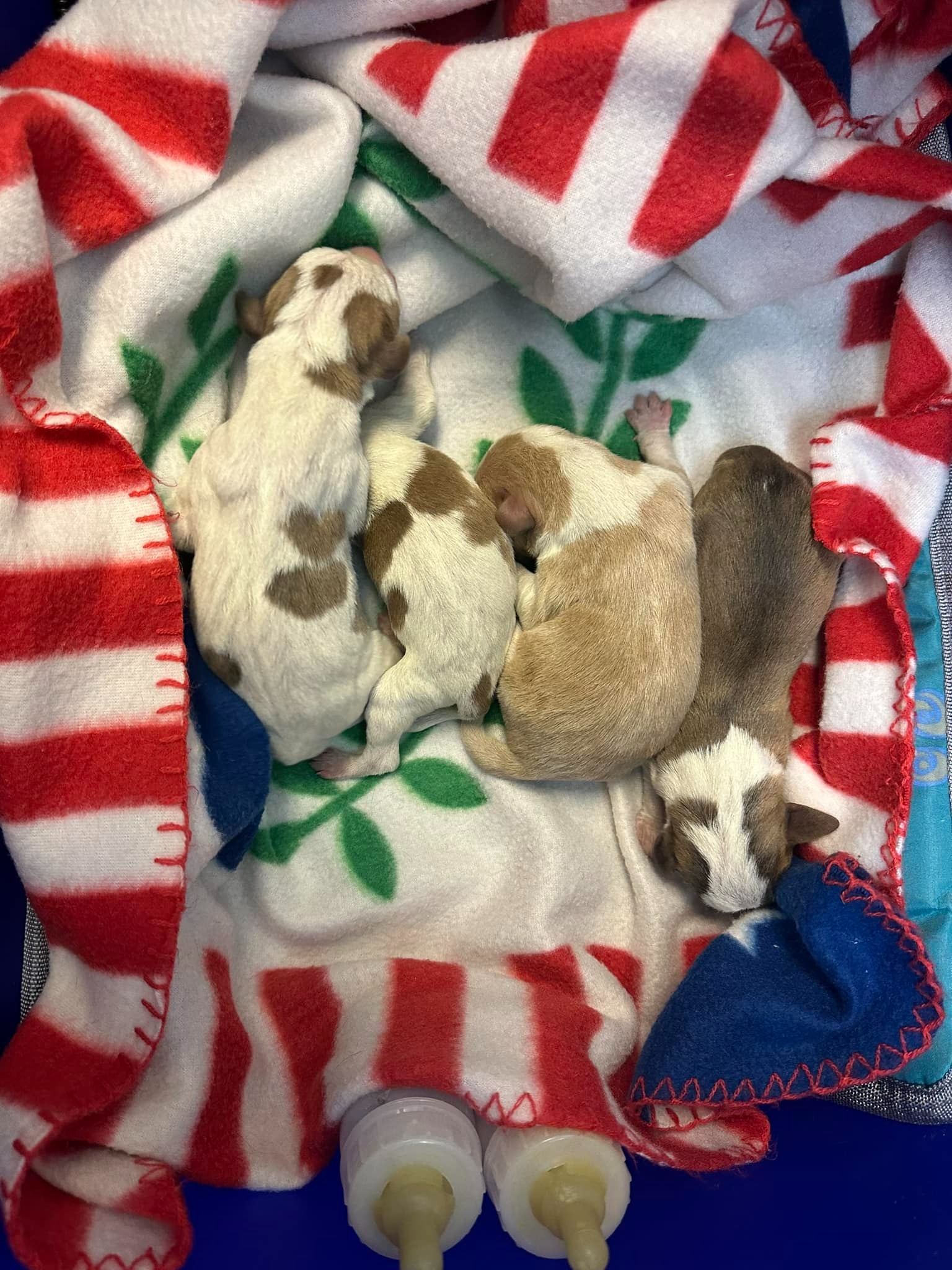 newborn puppies rescued