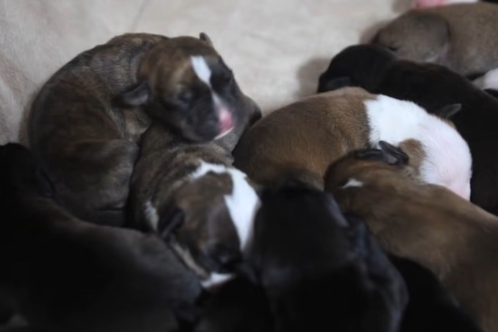 newborn puppies