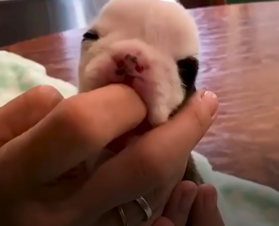 newborn puppy