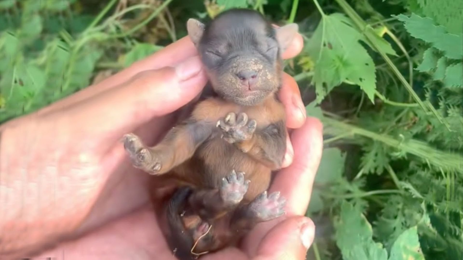 Tiny, Heartbroken Puppy Found Crying Uncontrollably In The Bushes After Being Abandoned By His Mama