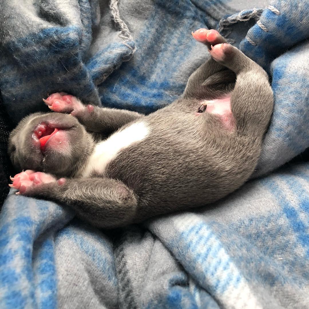 newborn puppy laying on the back