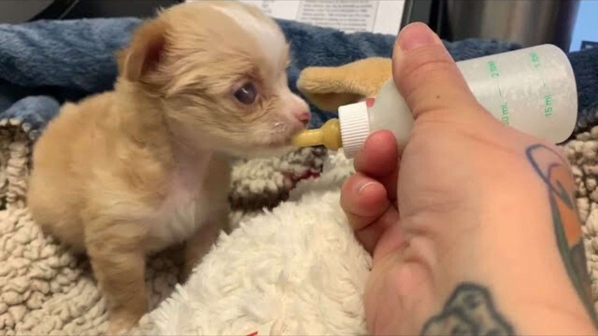 Two-Week-Old Puppy Was Rejected By Her Mom, Now She Lives The Best Life