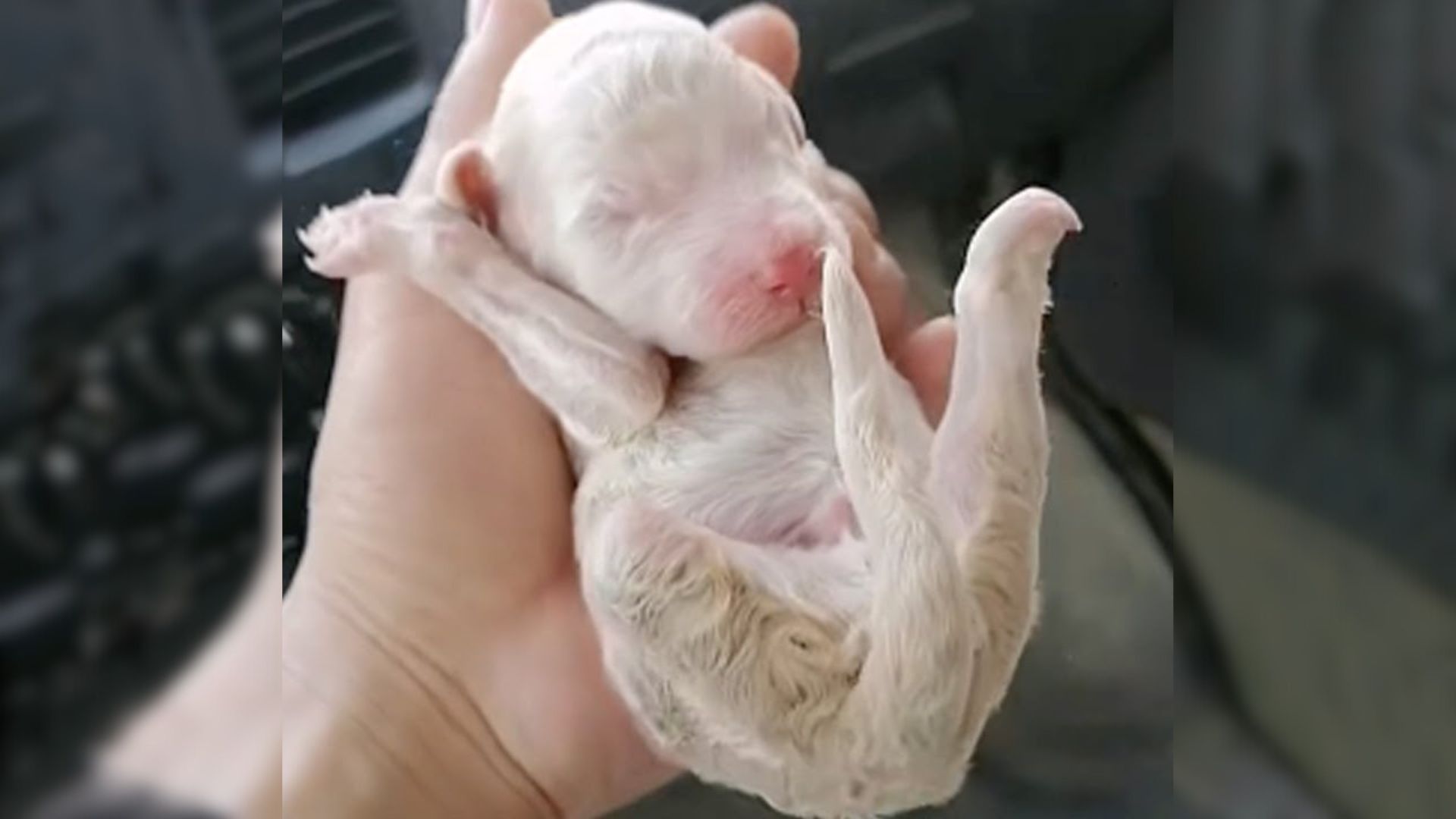 Newborn Three-Legged Puppy Dumped On The Roadside Kept Crying As He Tried To Crawl And Find His Mom