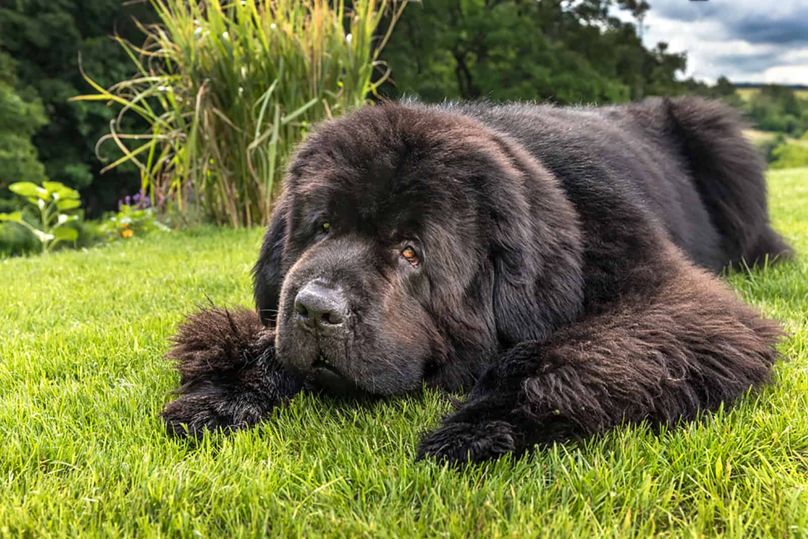 newfoundland dog lying in the grass