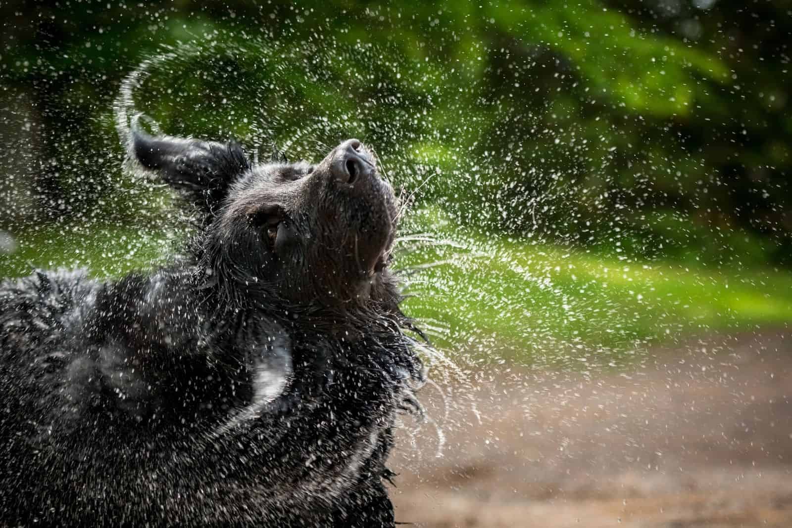 newfoundland and golden retriever shakes water from his head